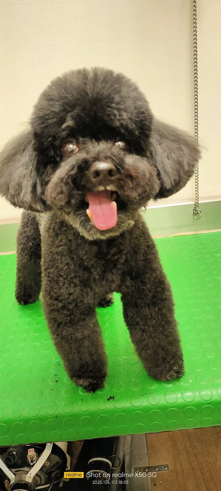 鴻賓寵物美容之家