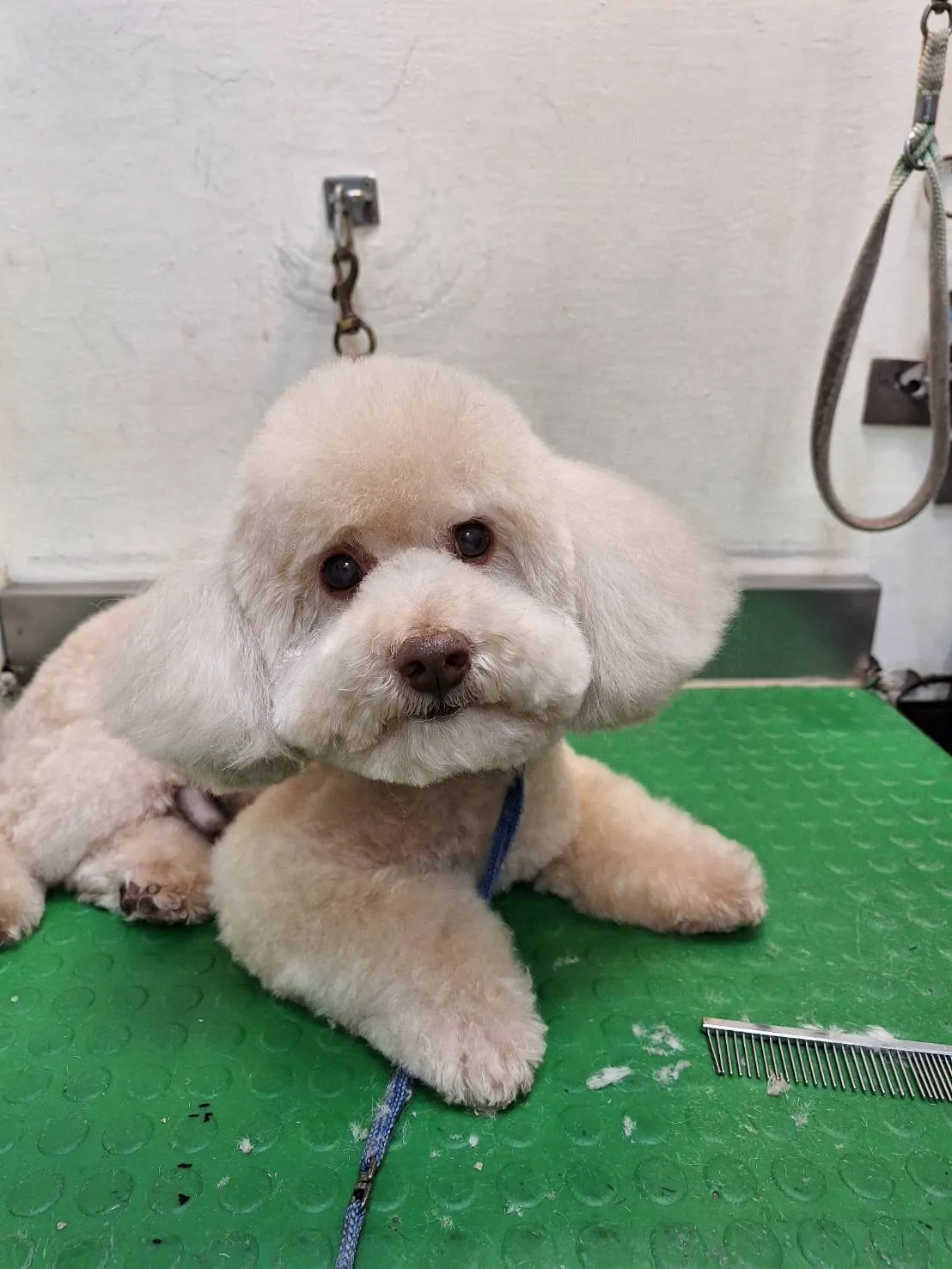 鴻賓寵物美容之家