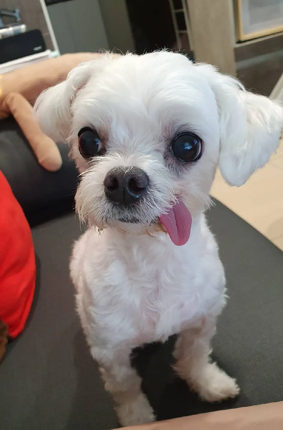 狗狗家族寵物坊