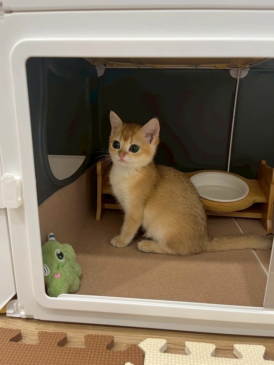 好田糸貓日子工作室