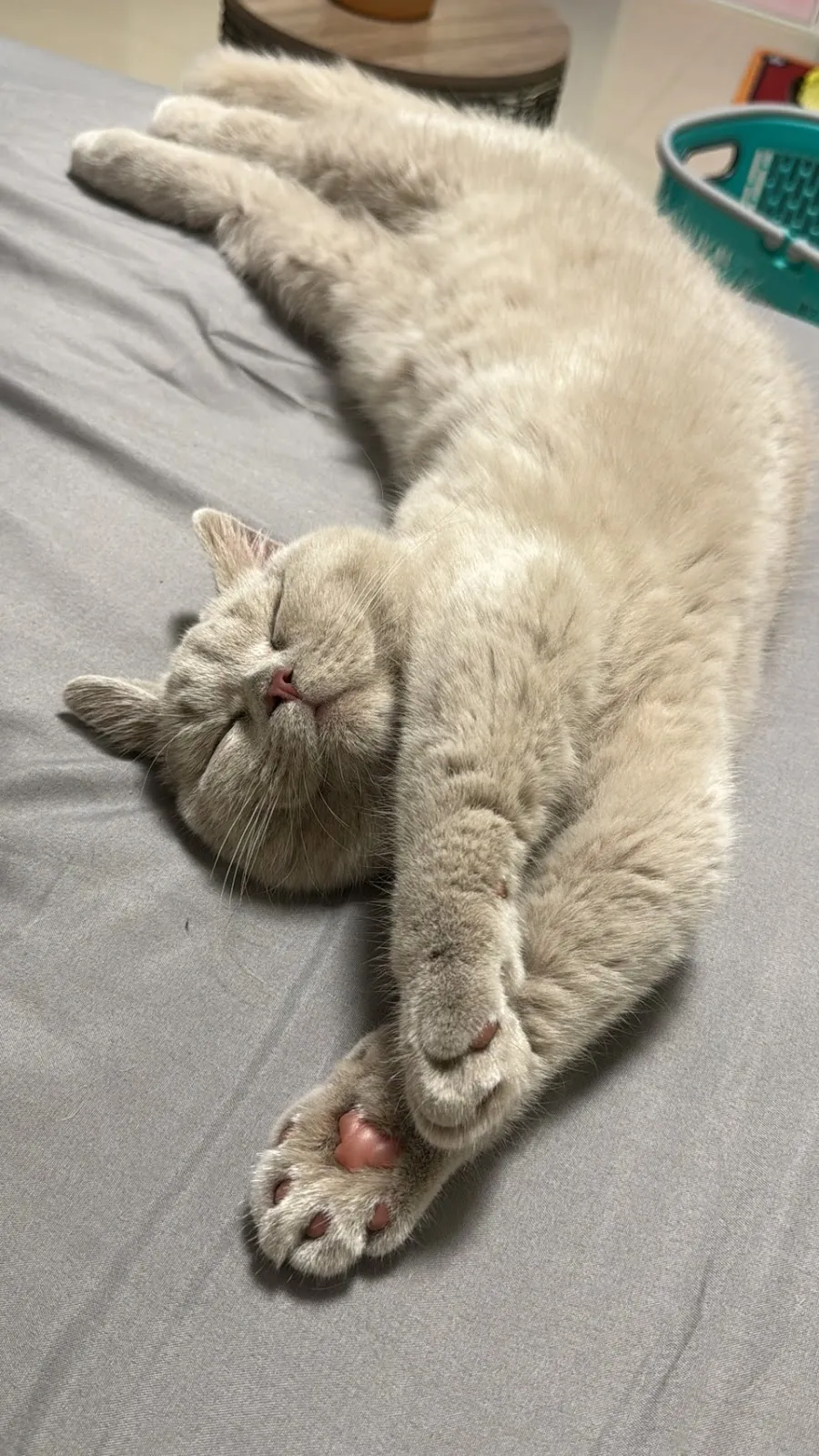 好田糸貓日子工作室