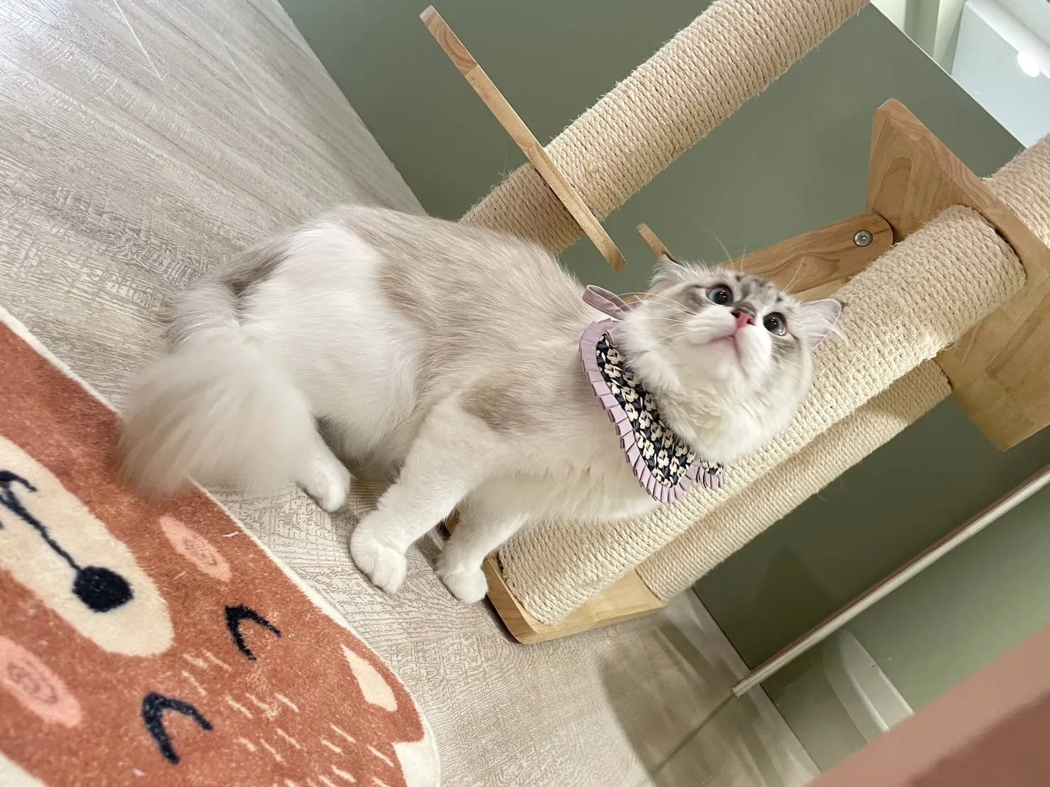 好田糸貓日子工作室