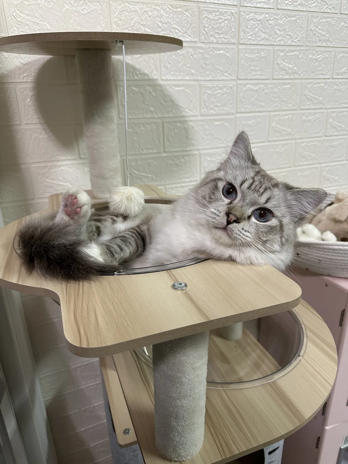 好田糸貓日子工作室