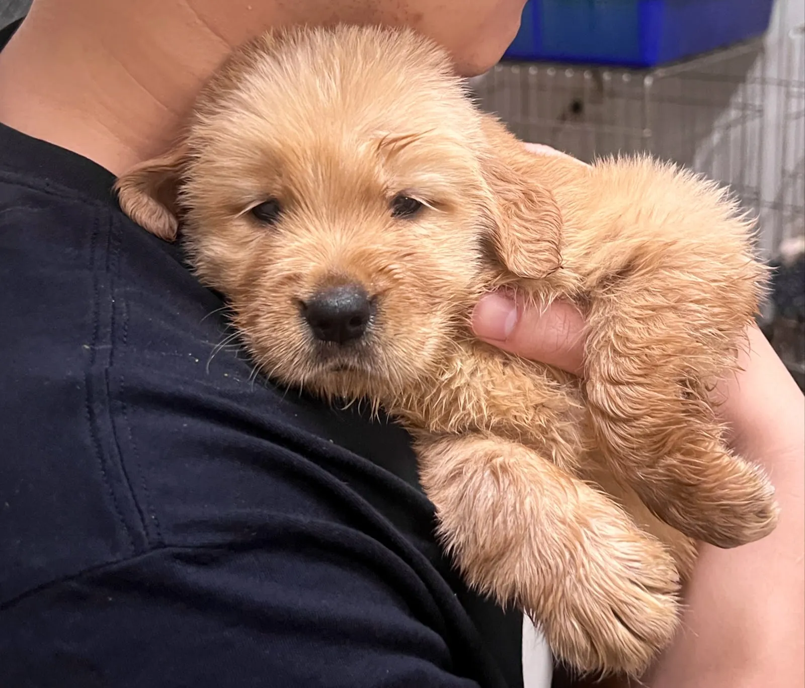 禾迪寵物生活館（犬）