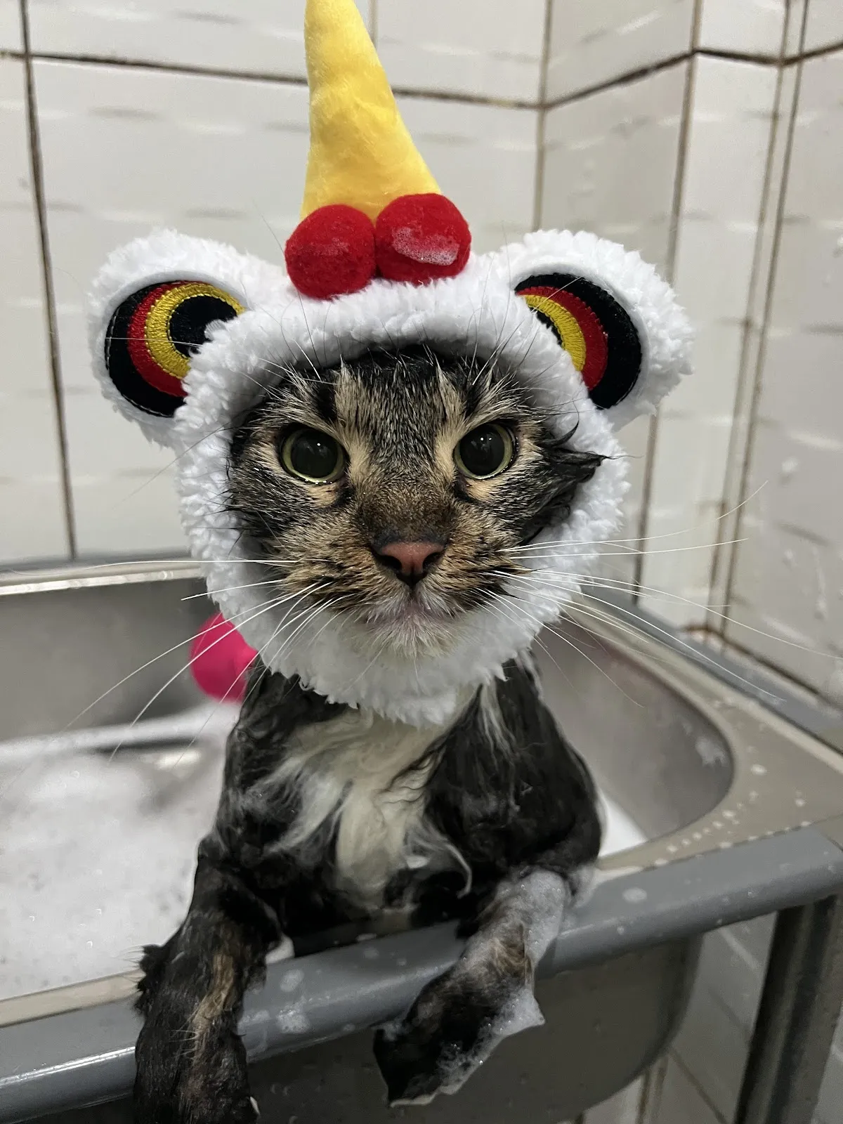 貓躍寵物工作室