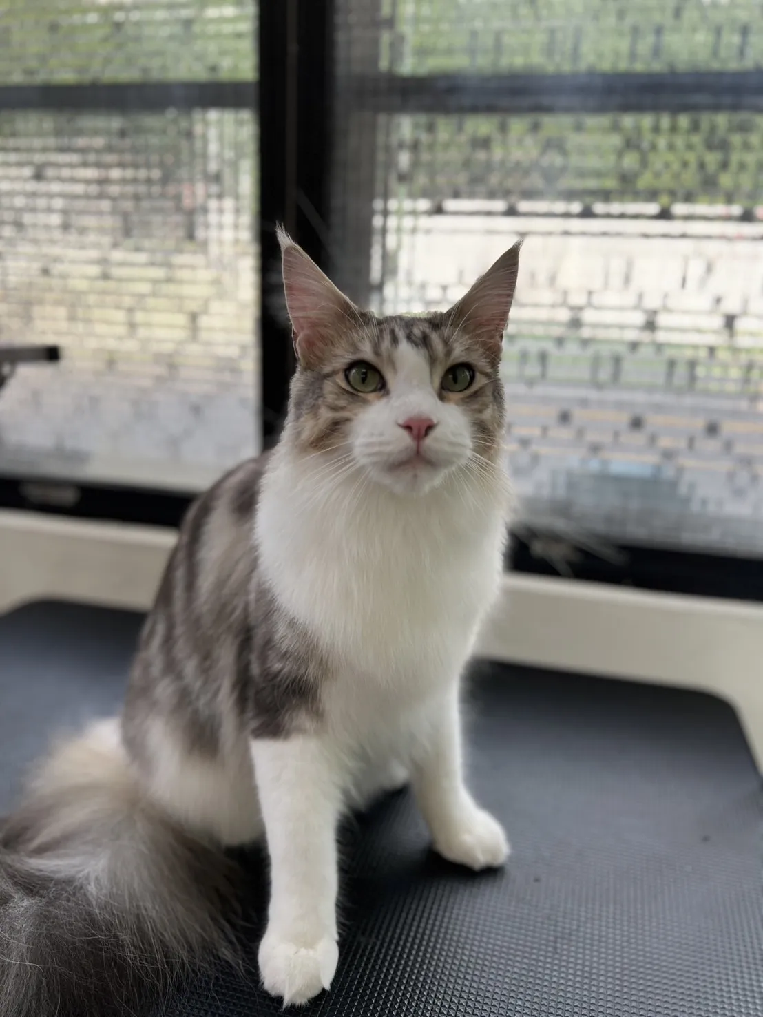 貓躍寵物工作室