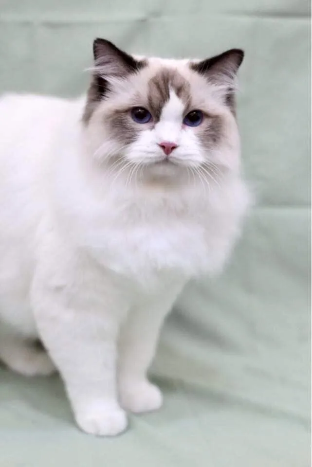 貓躍寵物工作室