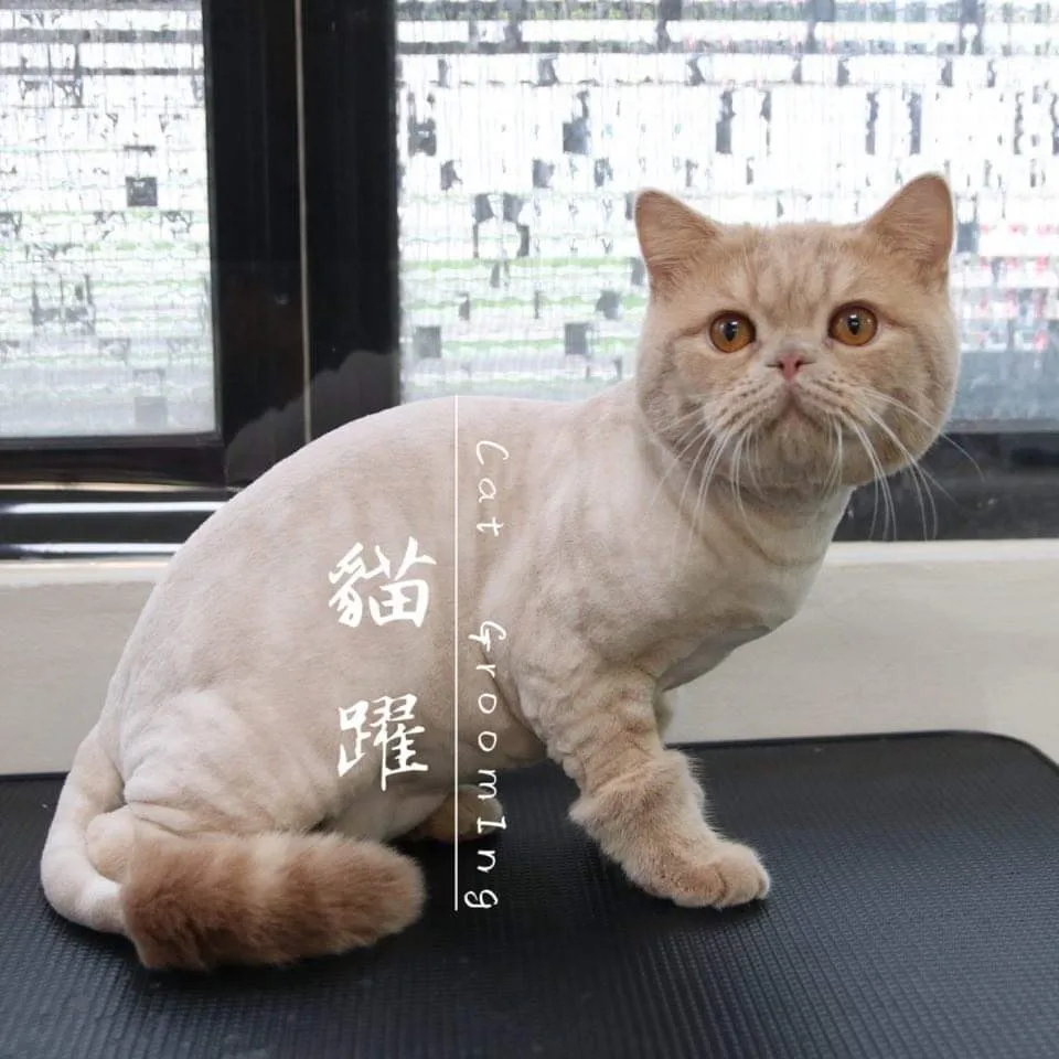 貓躍寵物工作室