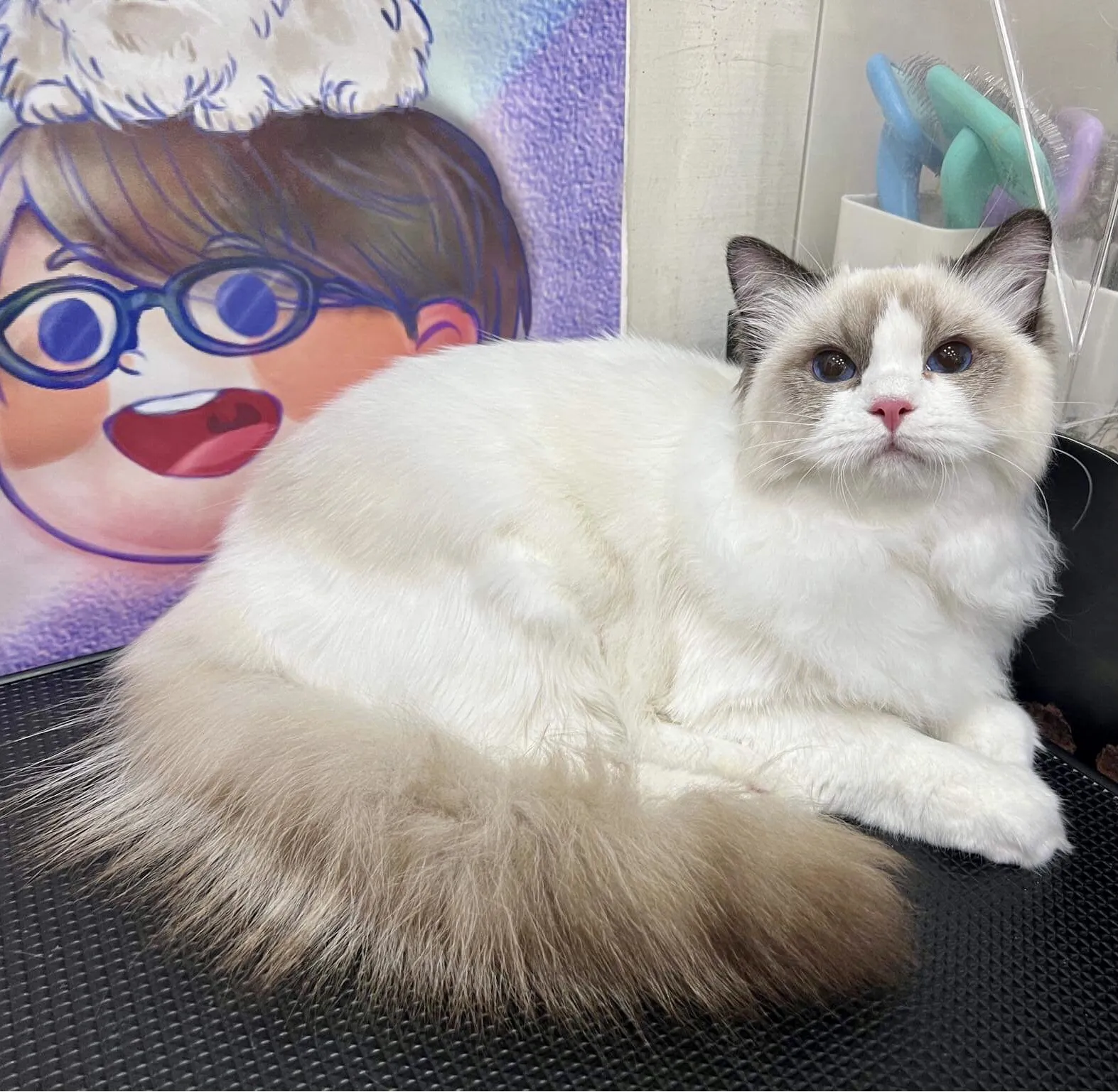 貓躍寵物工作室