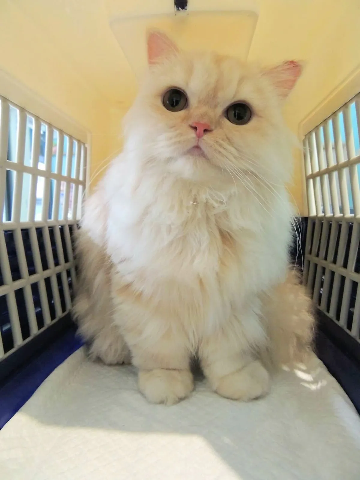 貓躍寵物工作室