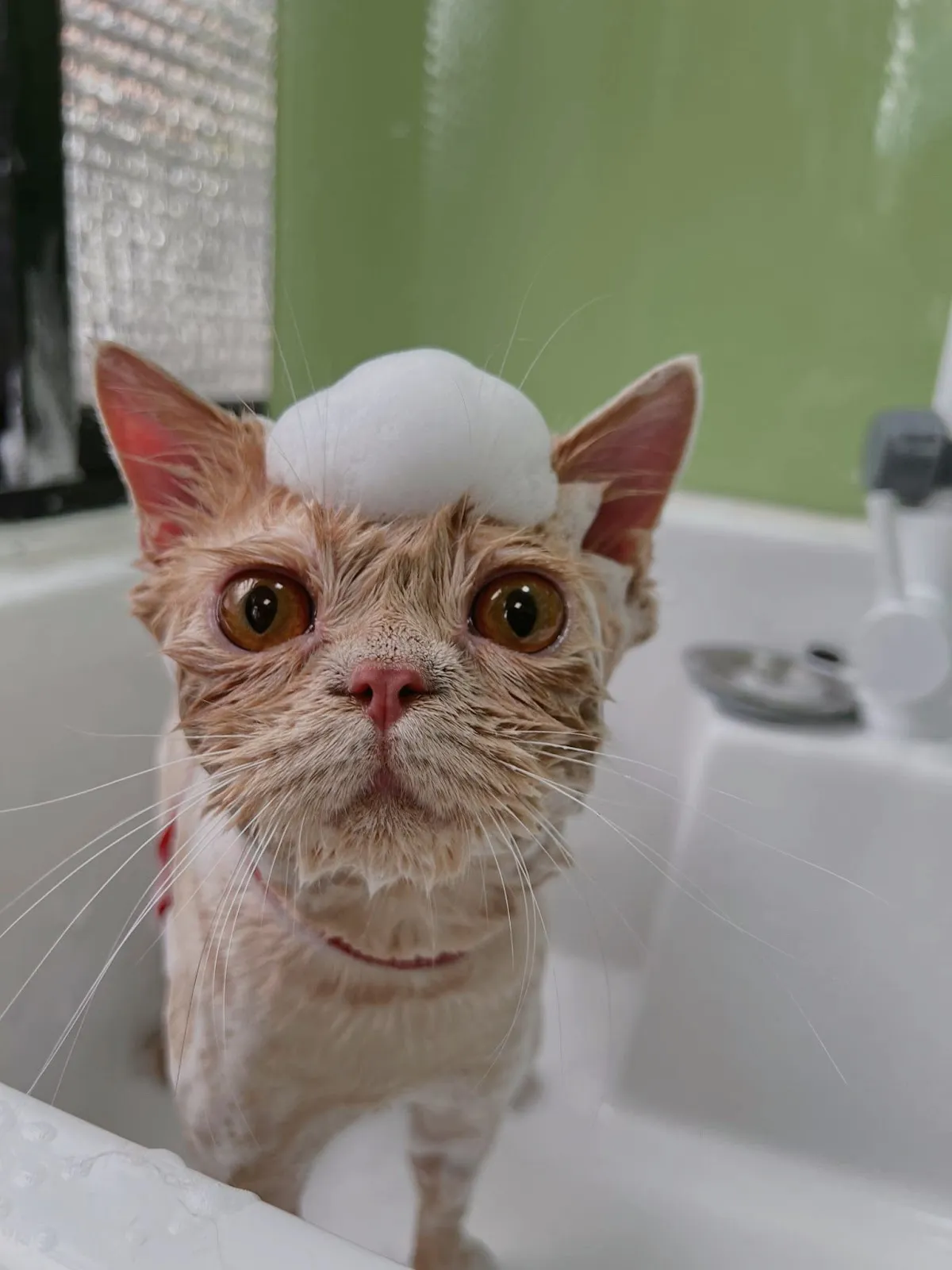 貓躍寵物工作室