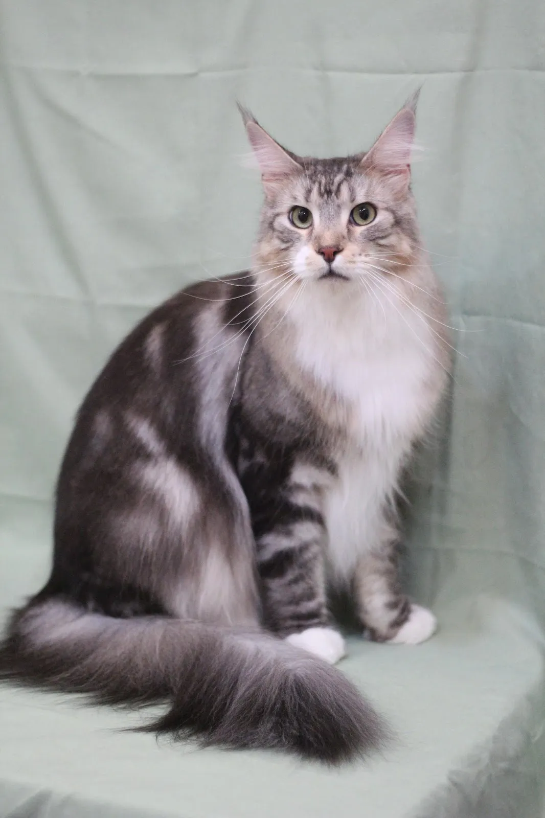 貓躍寵物工作室