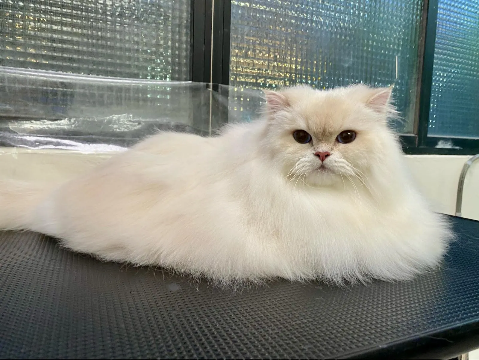 貓躍寵物工作室