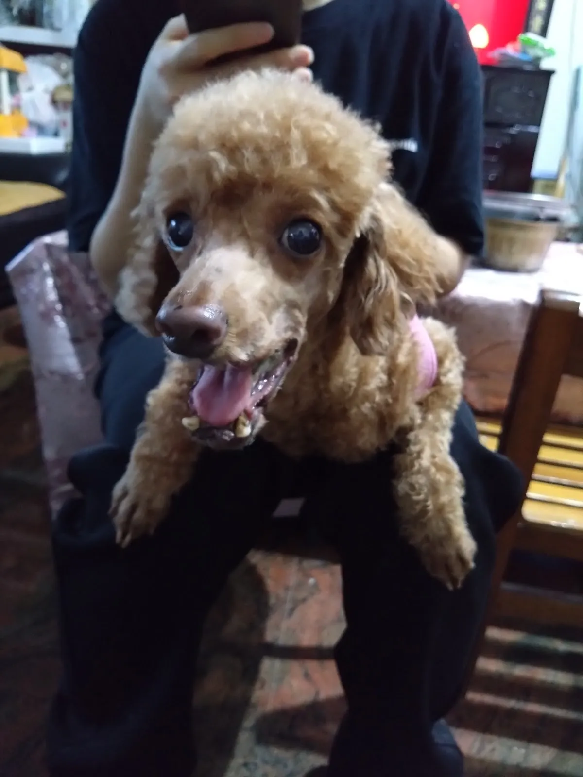 豆佶寵物工作坊