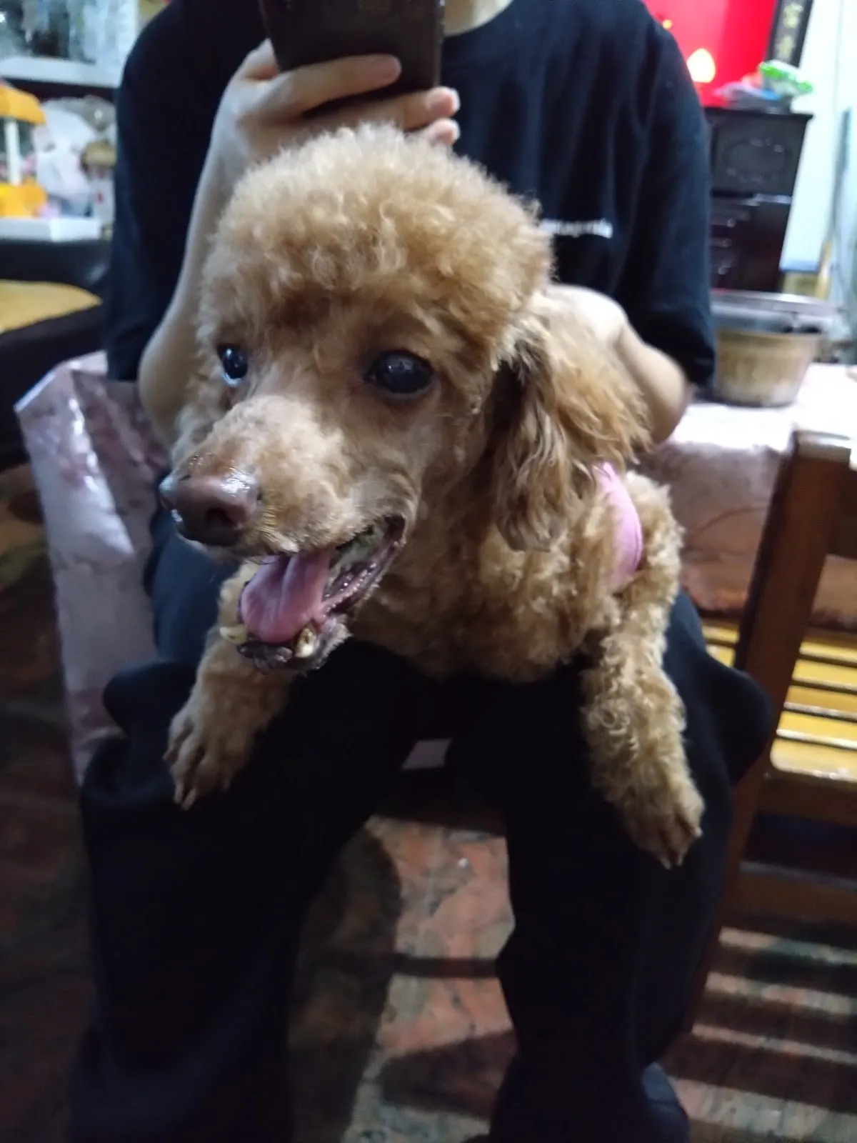 豆佶寵物工作坊