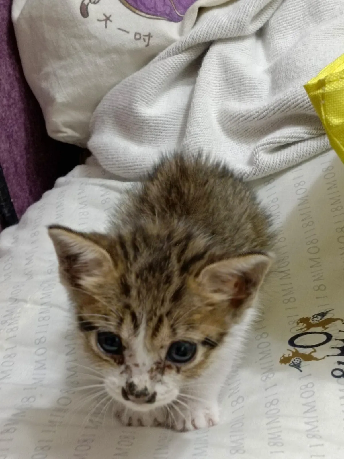 東森寵物雲股份有限公司永康中華分公司