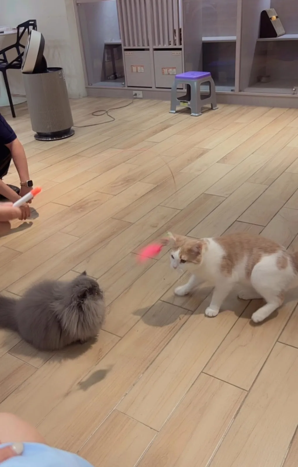 幸福朵貓貓貓舍