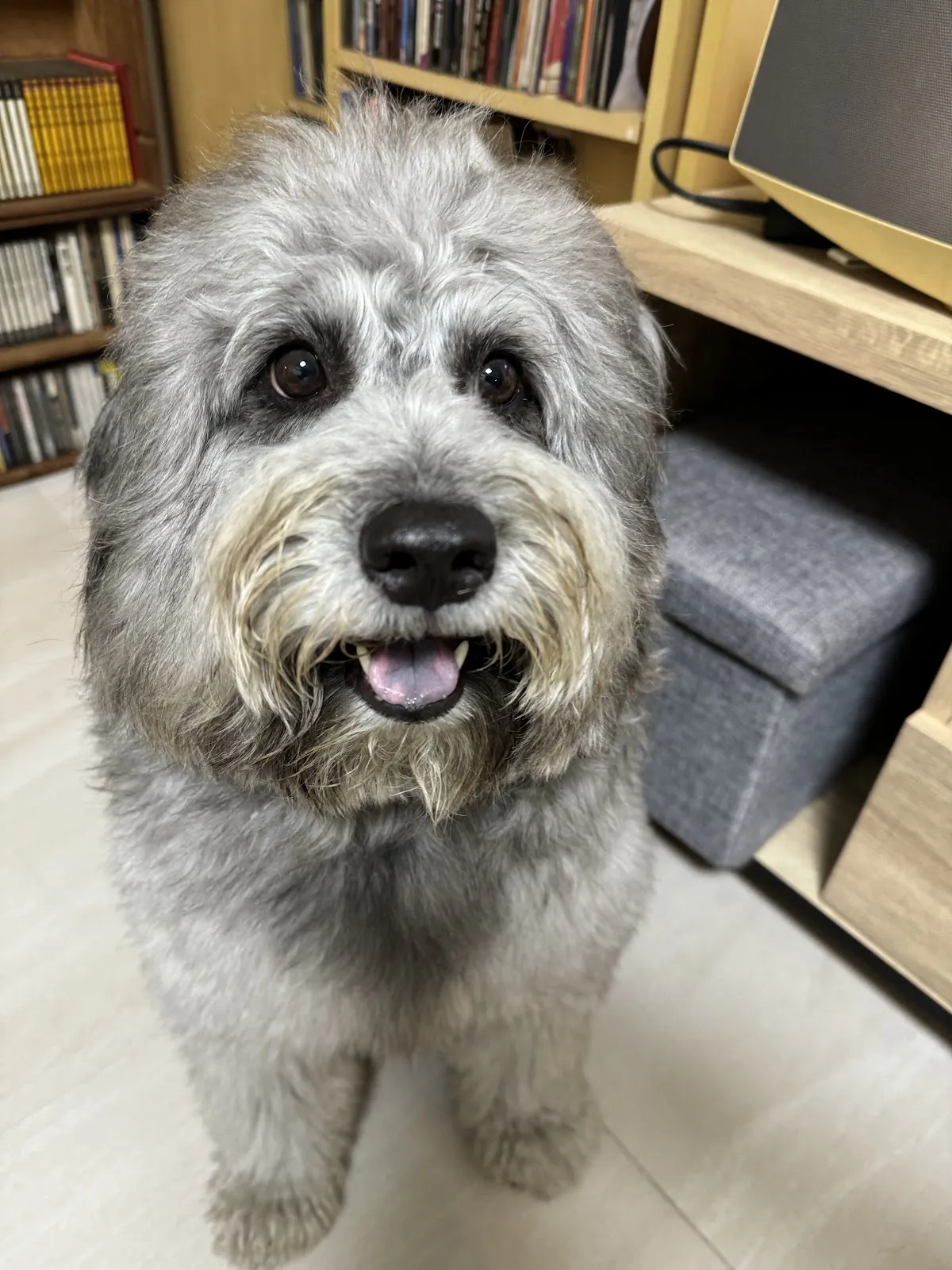 澎澎時光寵物美容