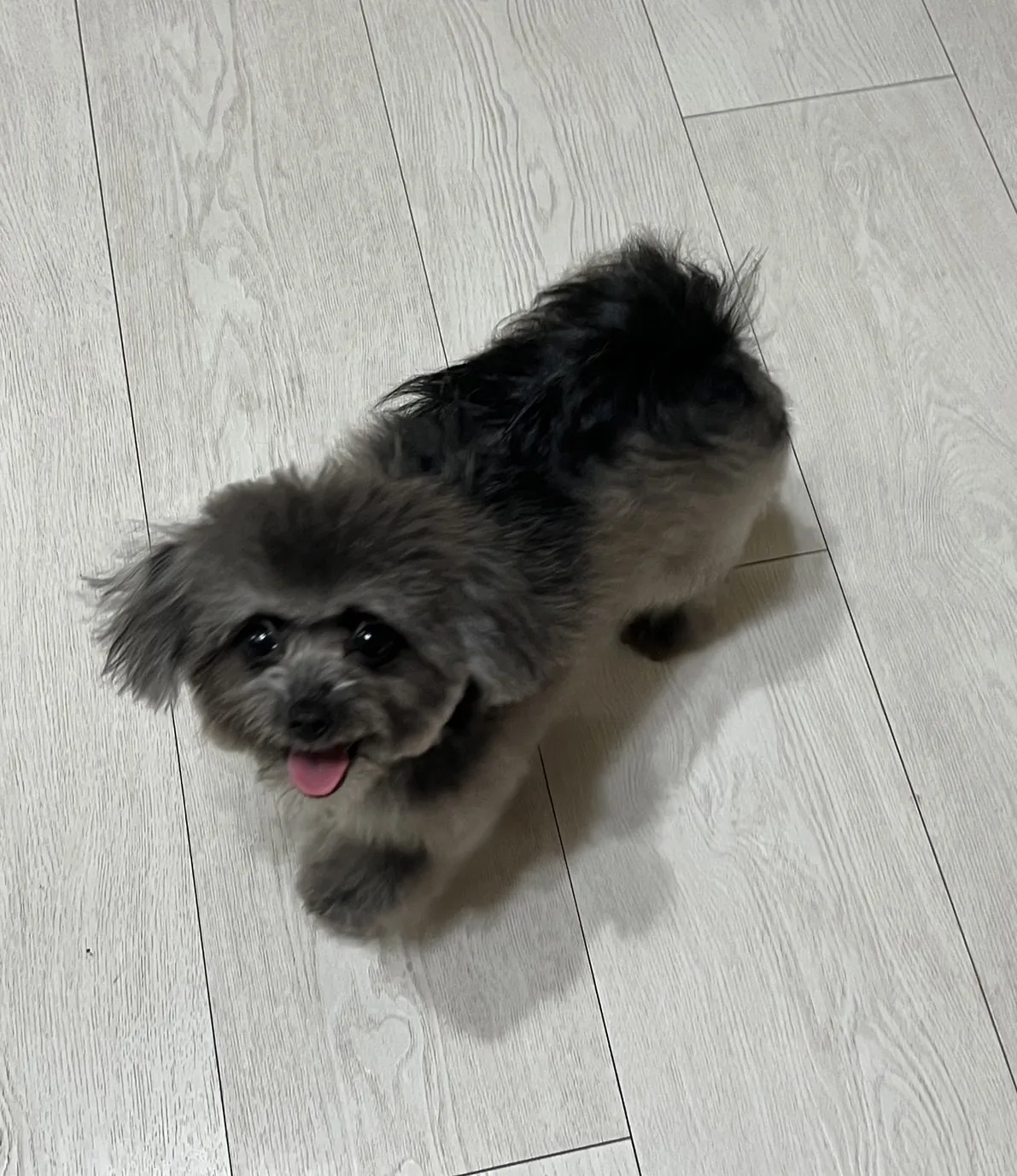 澎澎時光寵物美容