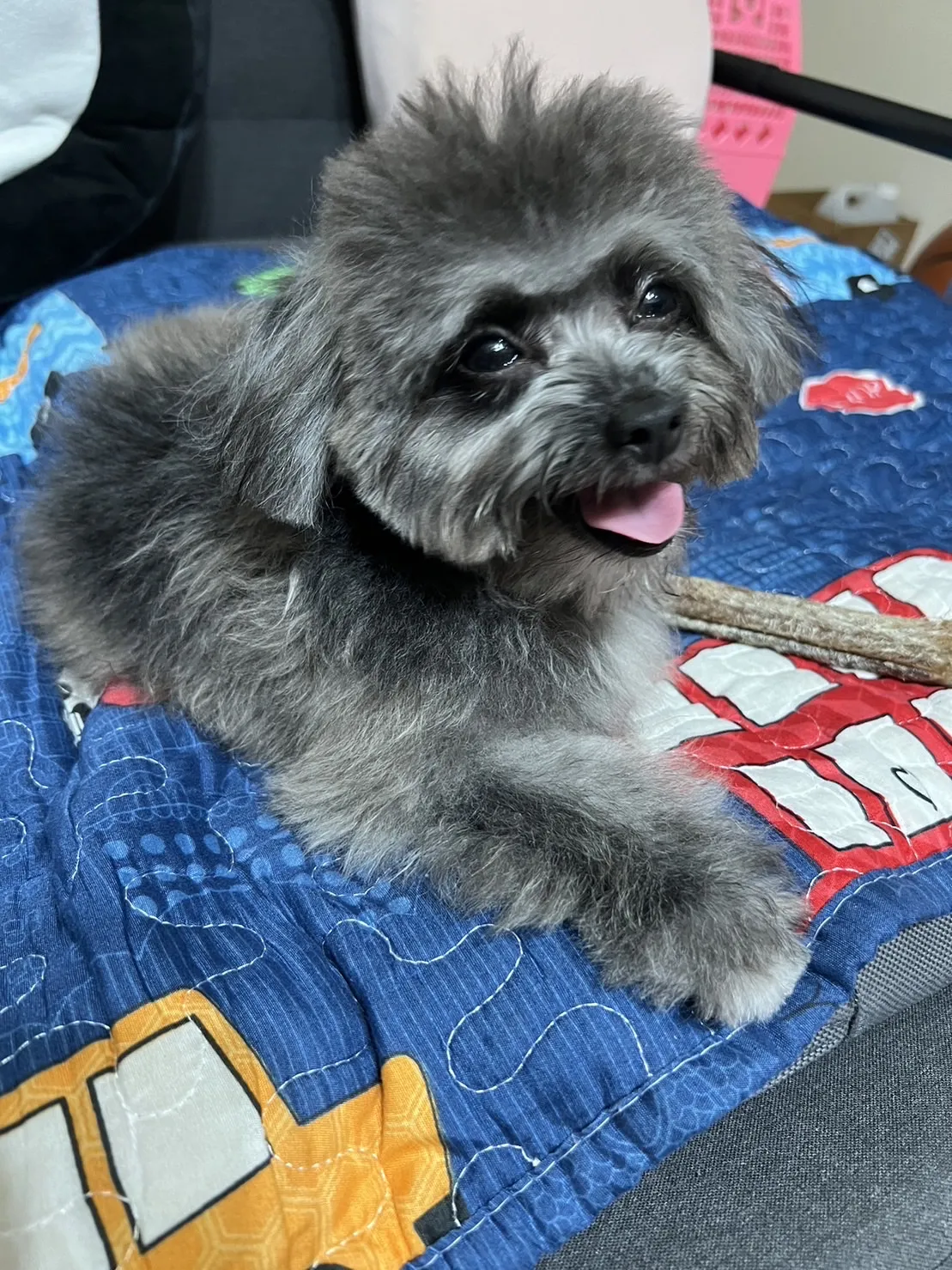 澎澎時光寵物美容