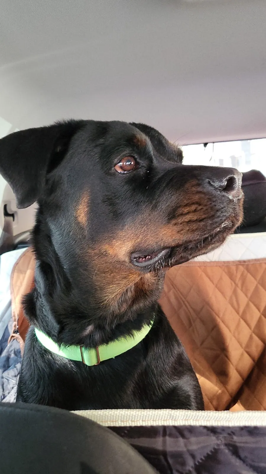 熊大心寵物精品旅館