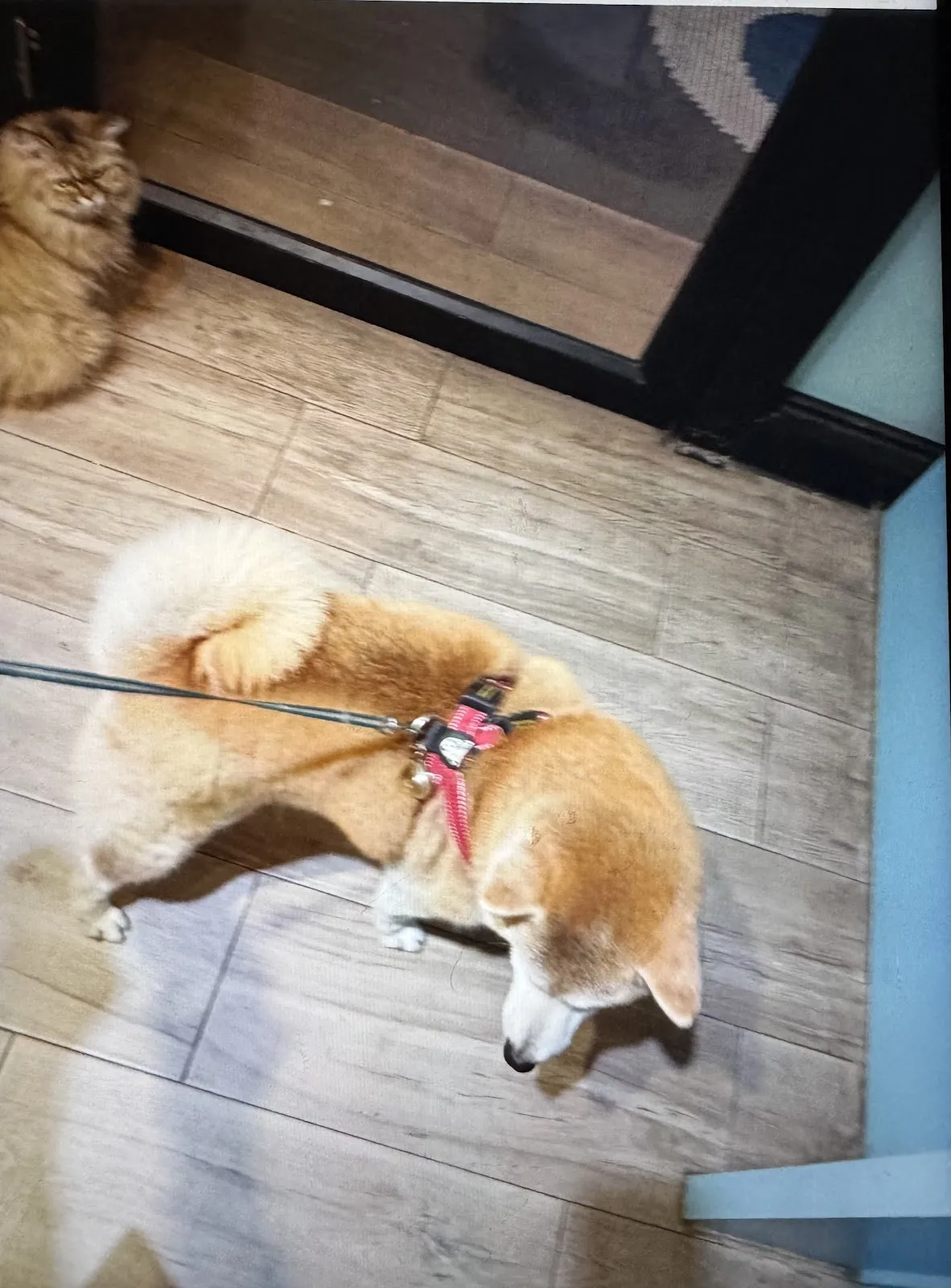 熊大心寵物精品旅館