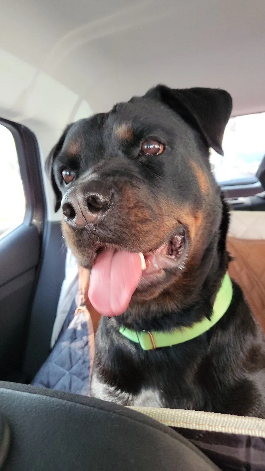 熊大心寵物精品旅館