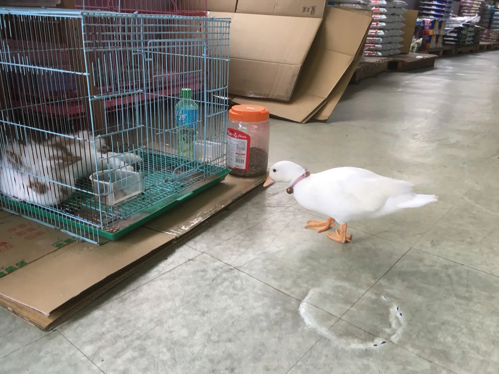 星球寵物動物樂活館