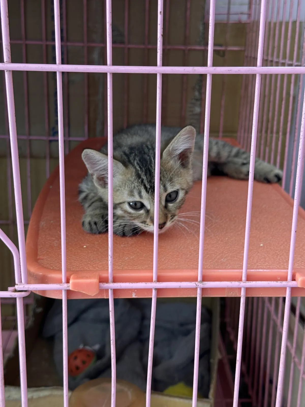 星球寵物動物樂活館