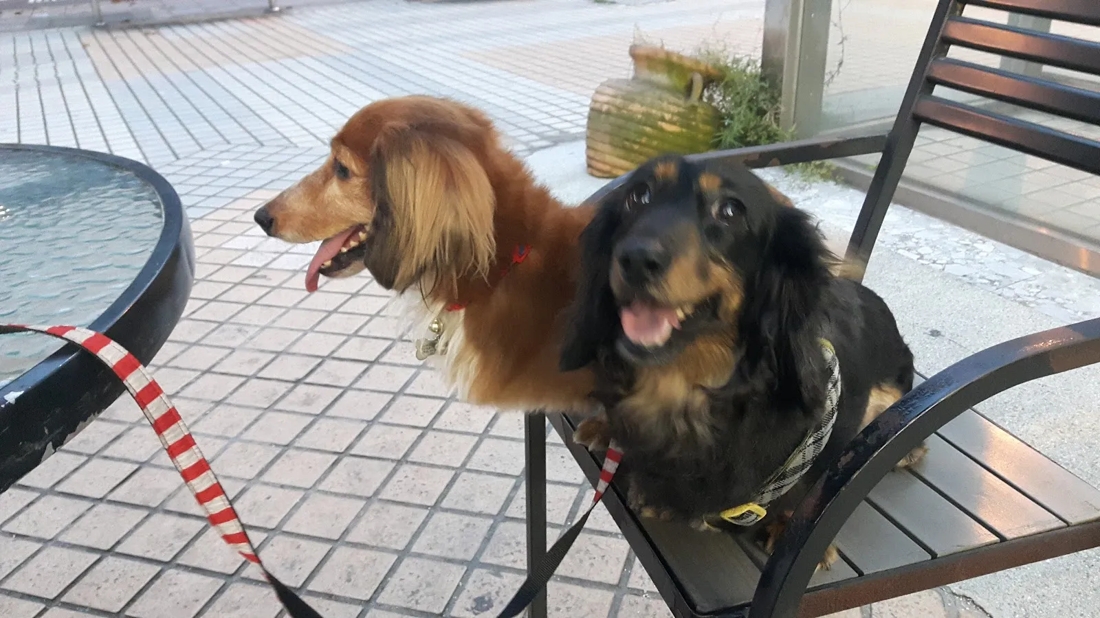 洗澡吧寵物澡堂