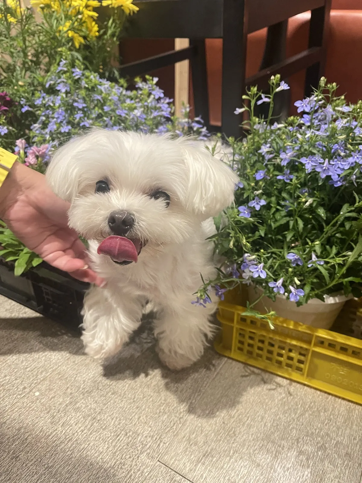 洗澡吧寵物澡堂