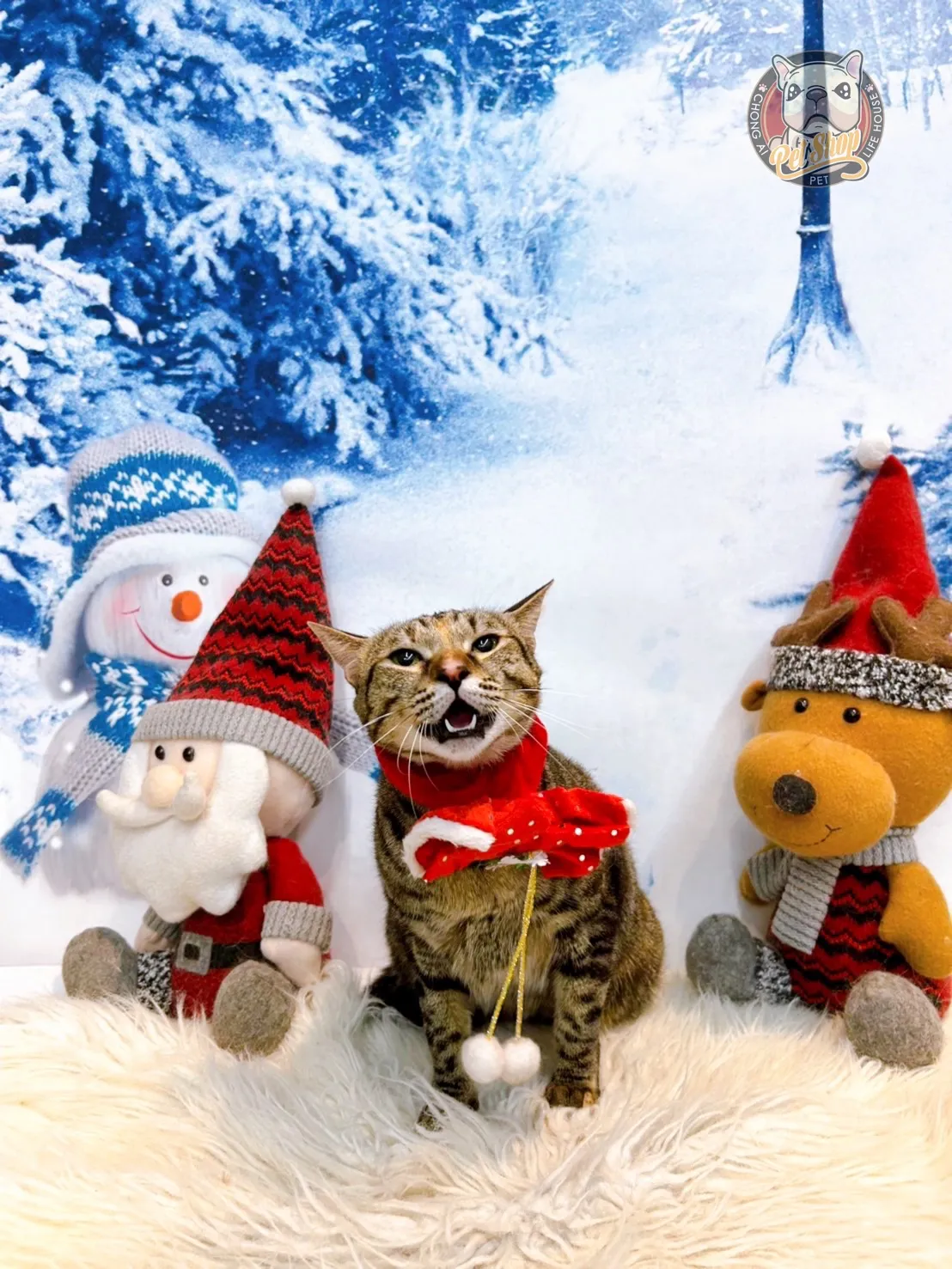 寵曖狗狗生活館