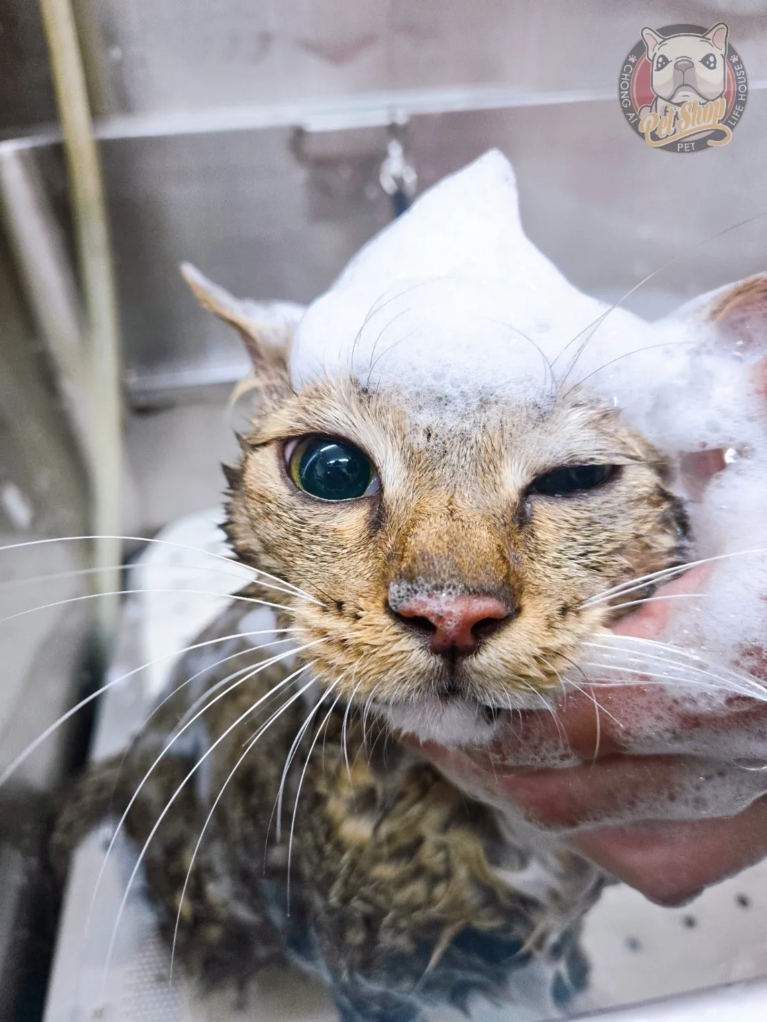 寵曖狗狗生活館