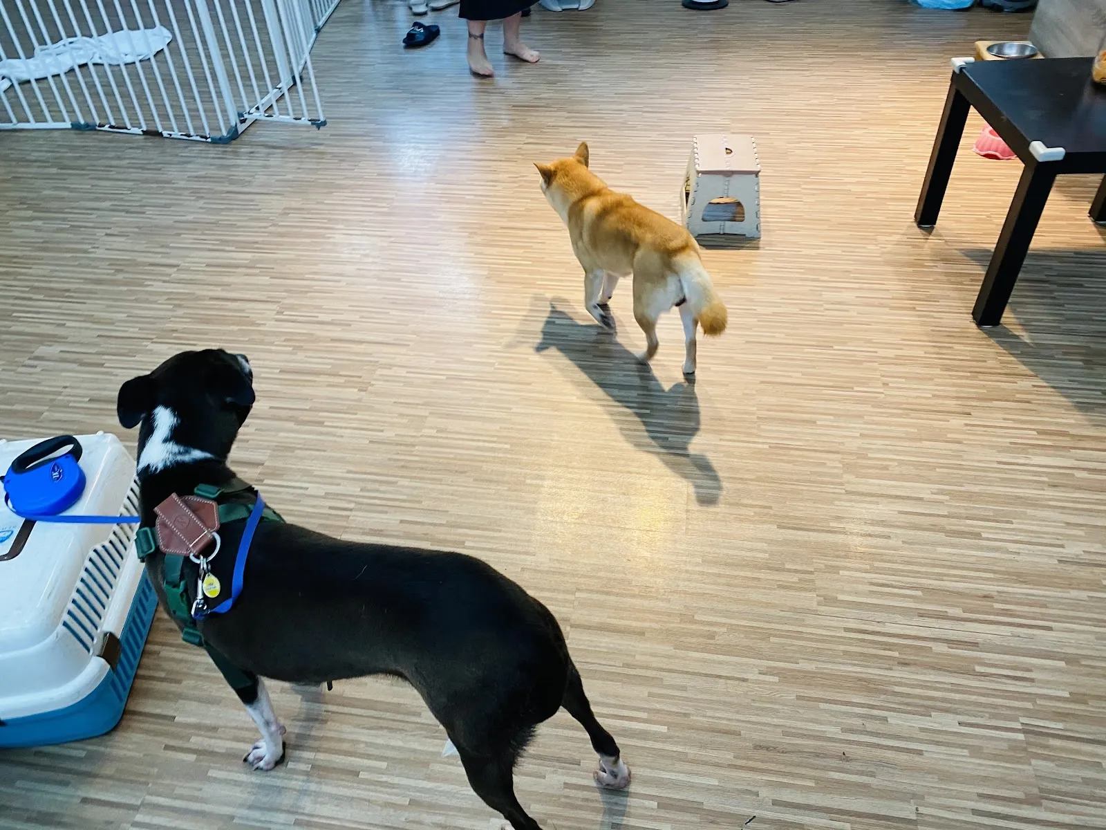 桃樂絲專業寵物沙龍