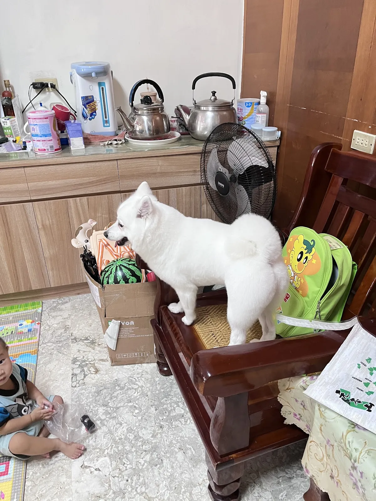 桃樂絲專業寵物沙龍