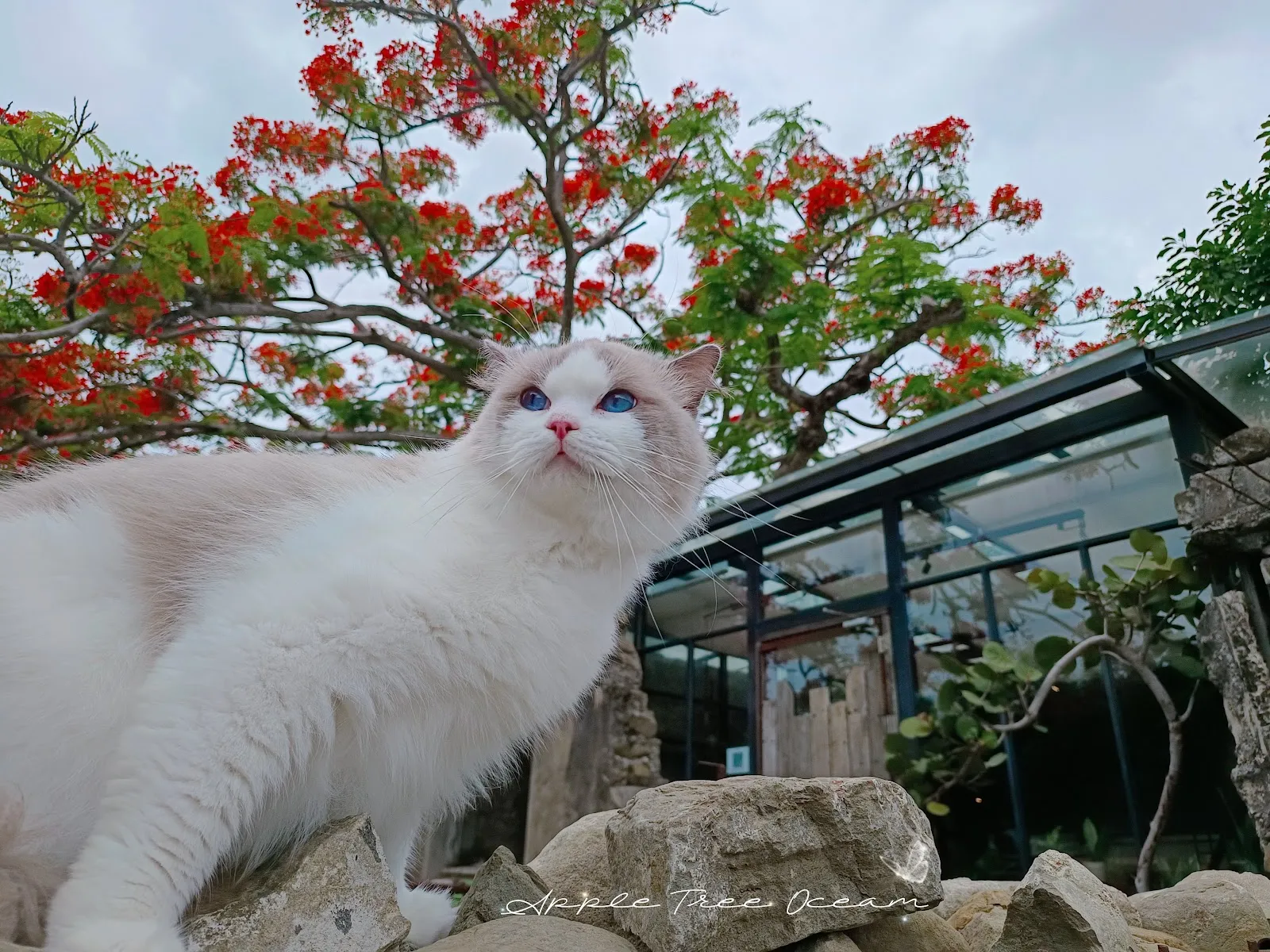 蘋果樹貓舍