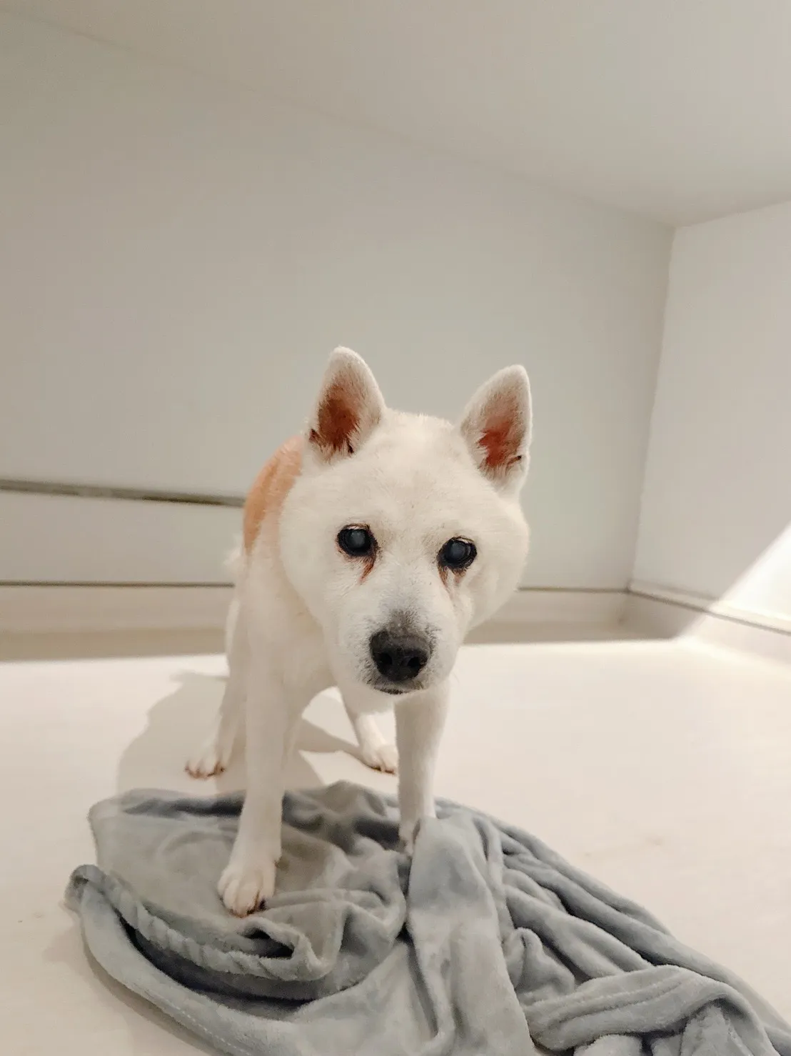 狗狗日常寵物旅館