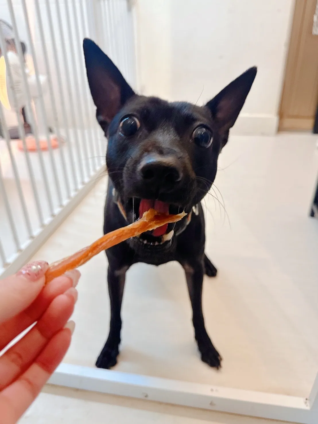 狗狗日常寵物旅館