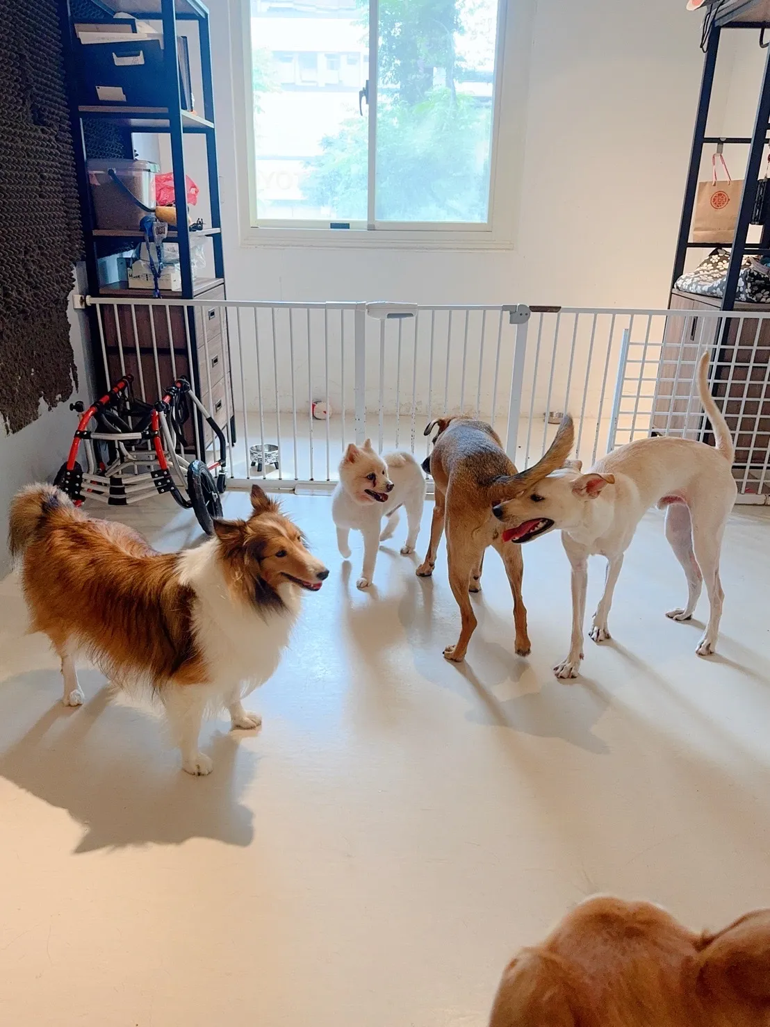 狗狗日常寵物旅館