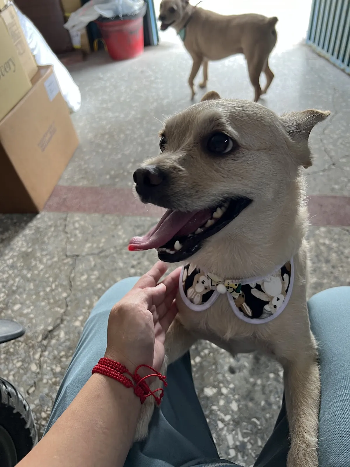 懶狗狗寵物沙龍