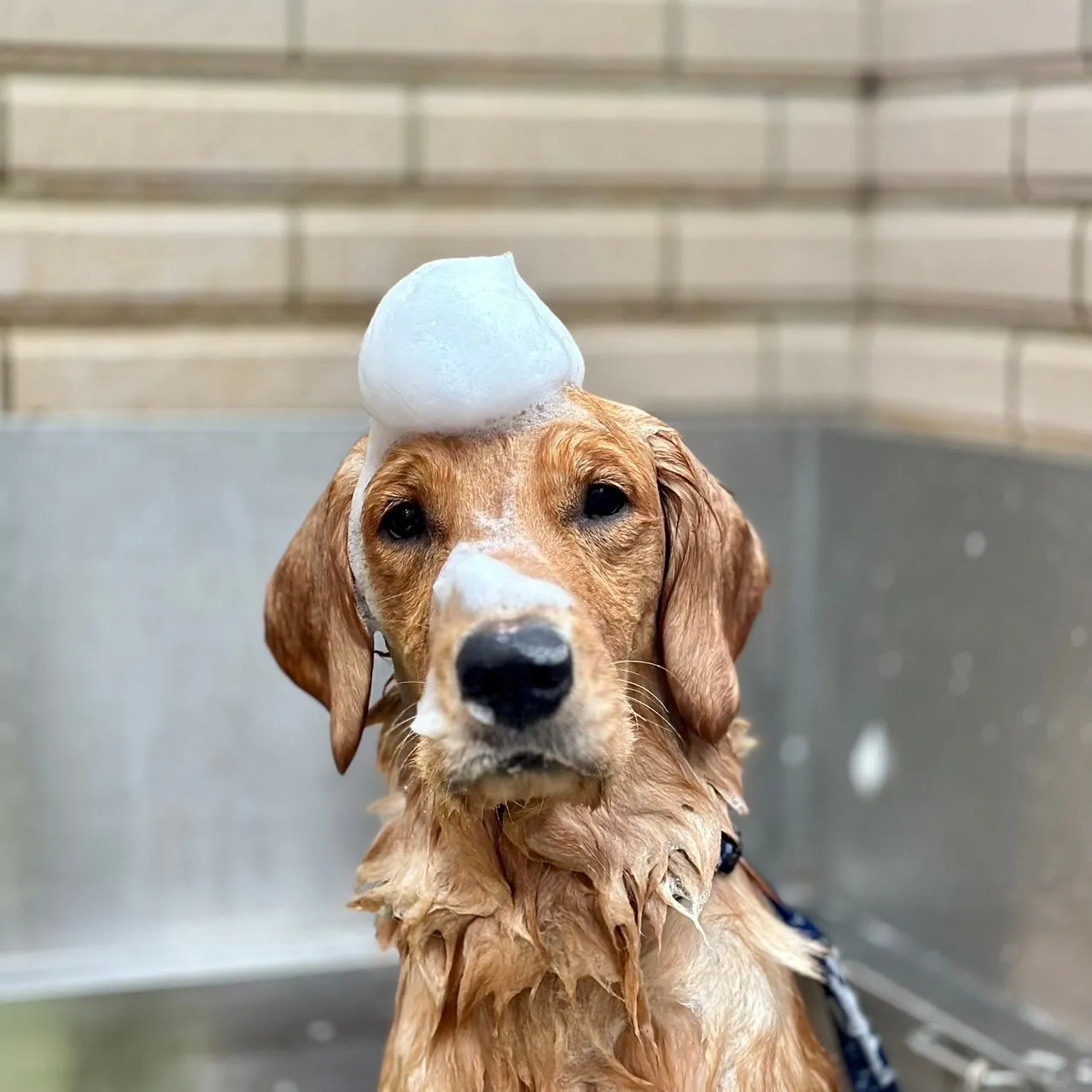 歐比寵物生活館