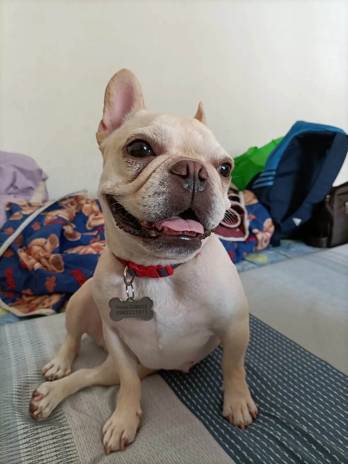 明星犬匠寵物專業美容