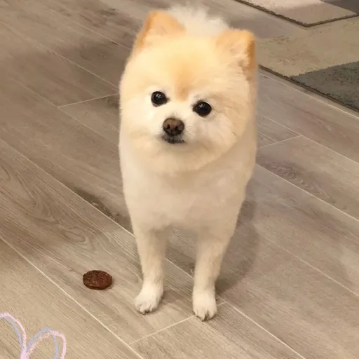 明星犬匠寵物專業美容