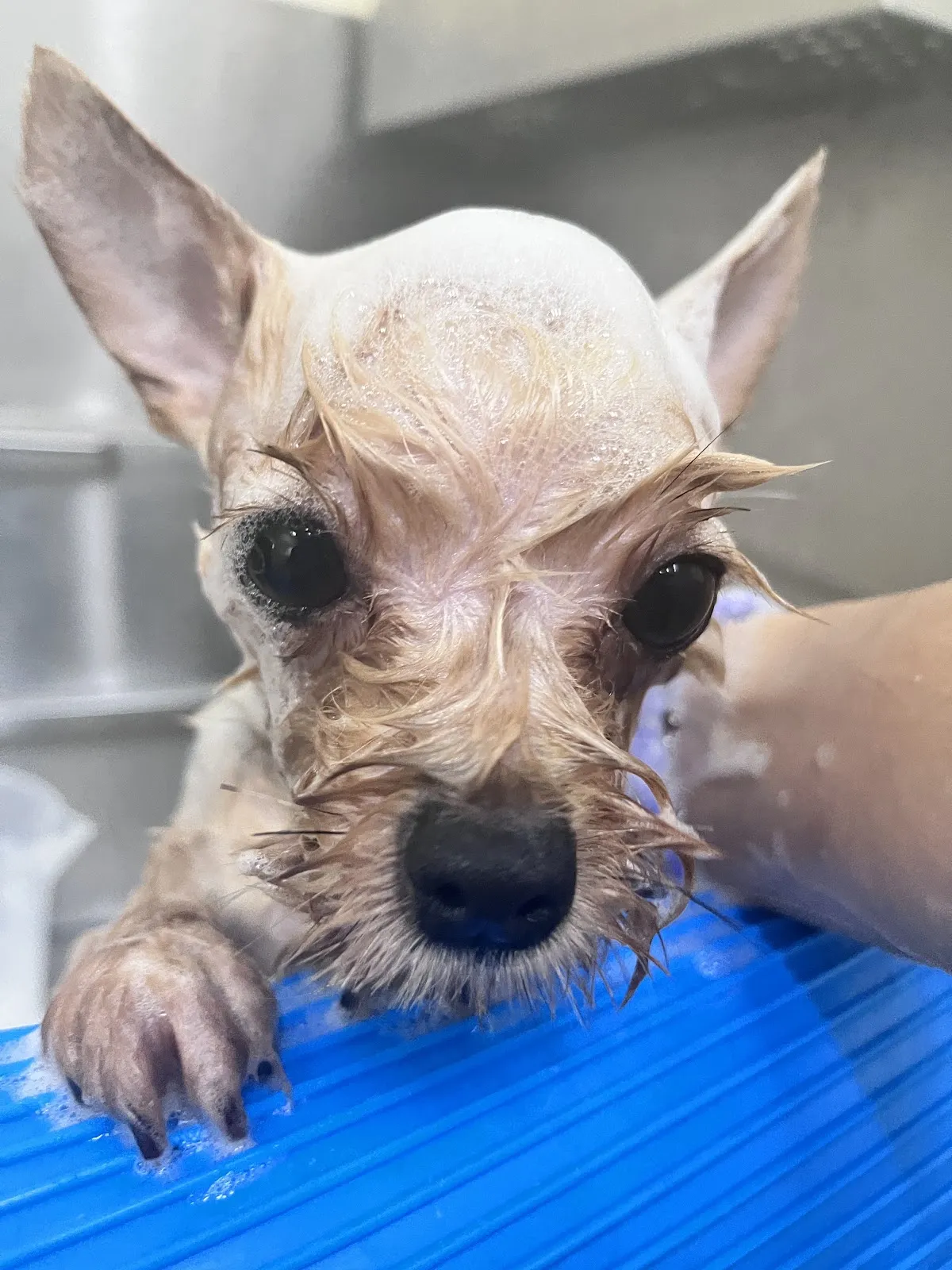 搖以巴寵物美容