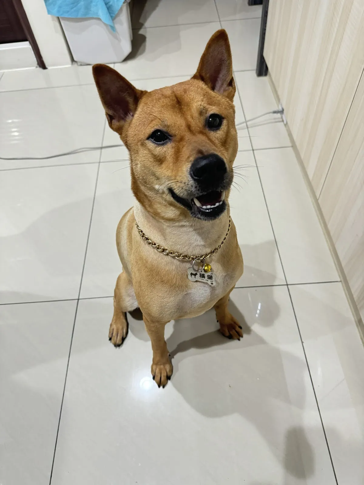 搖以巴寵物美容