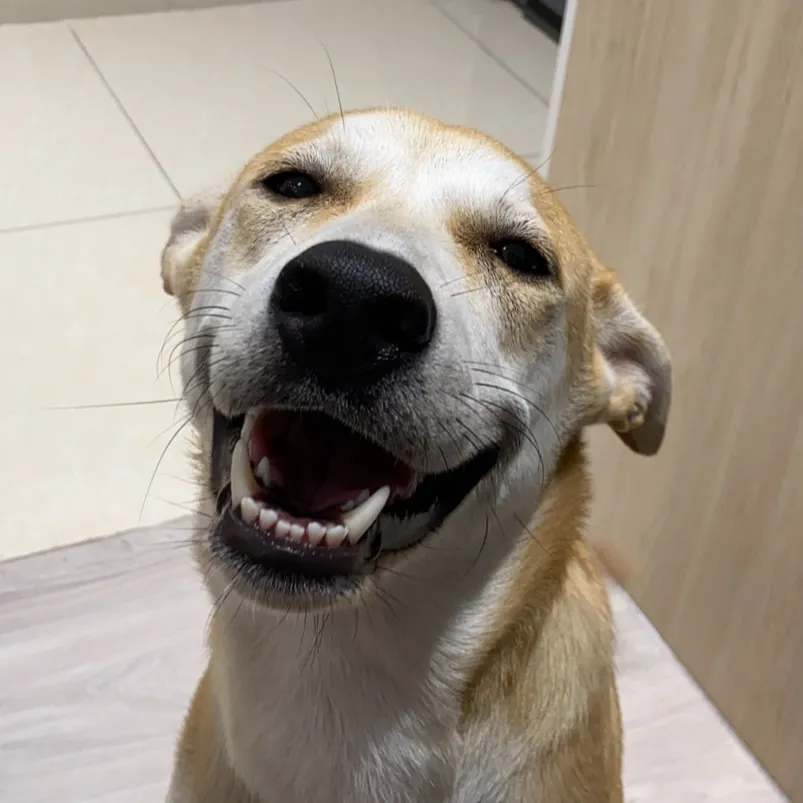 跑跑跳寵物旅館