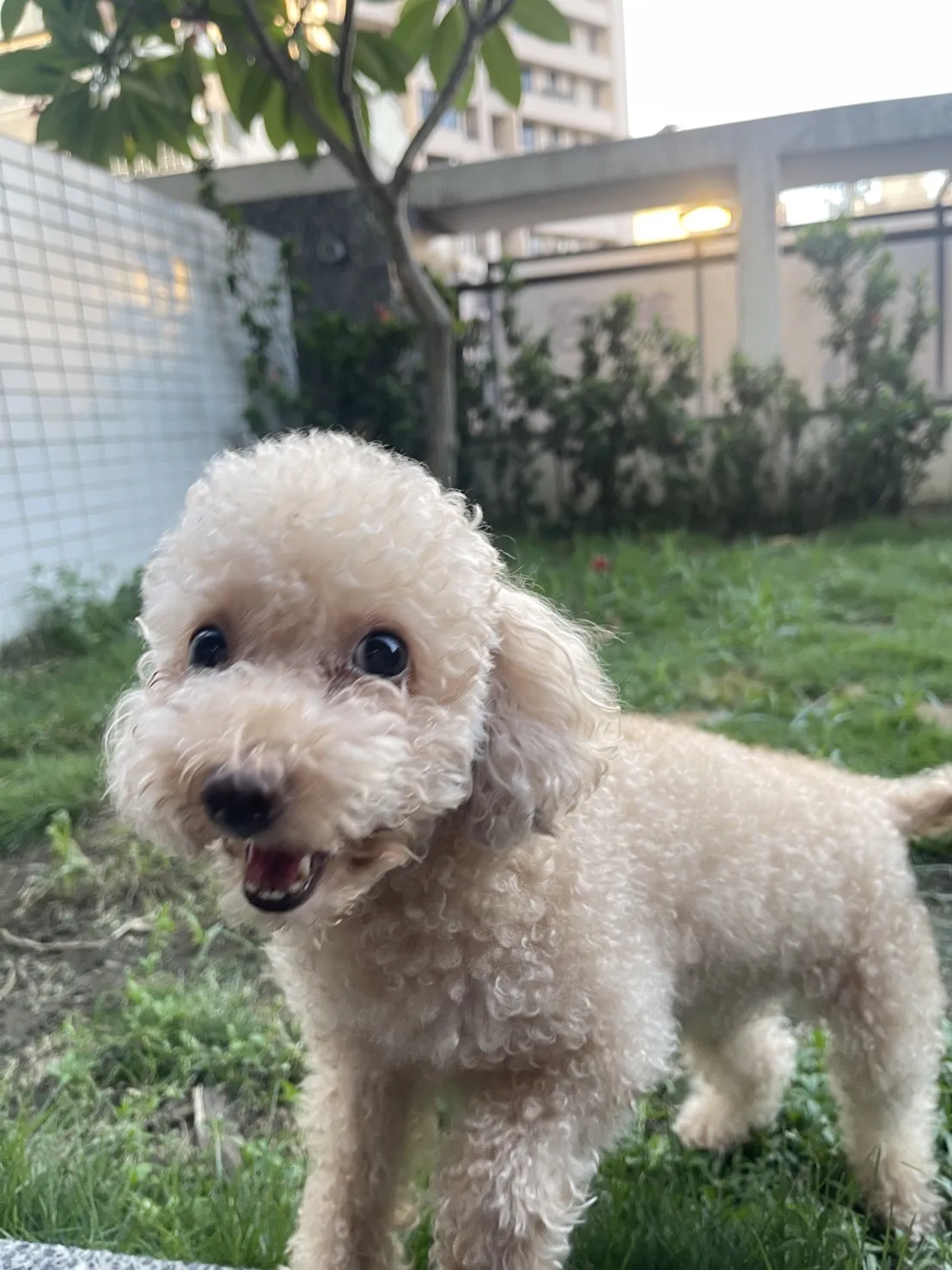 跑跑跳寵物旅館