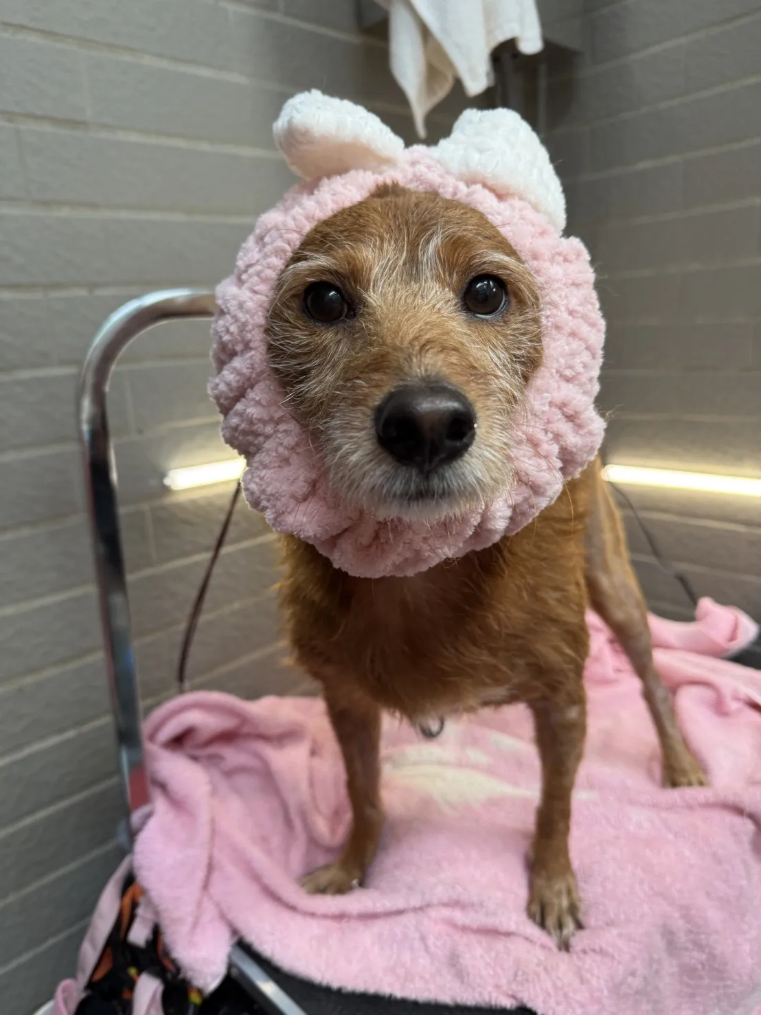 跑跑跳寵物旅館