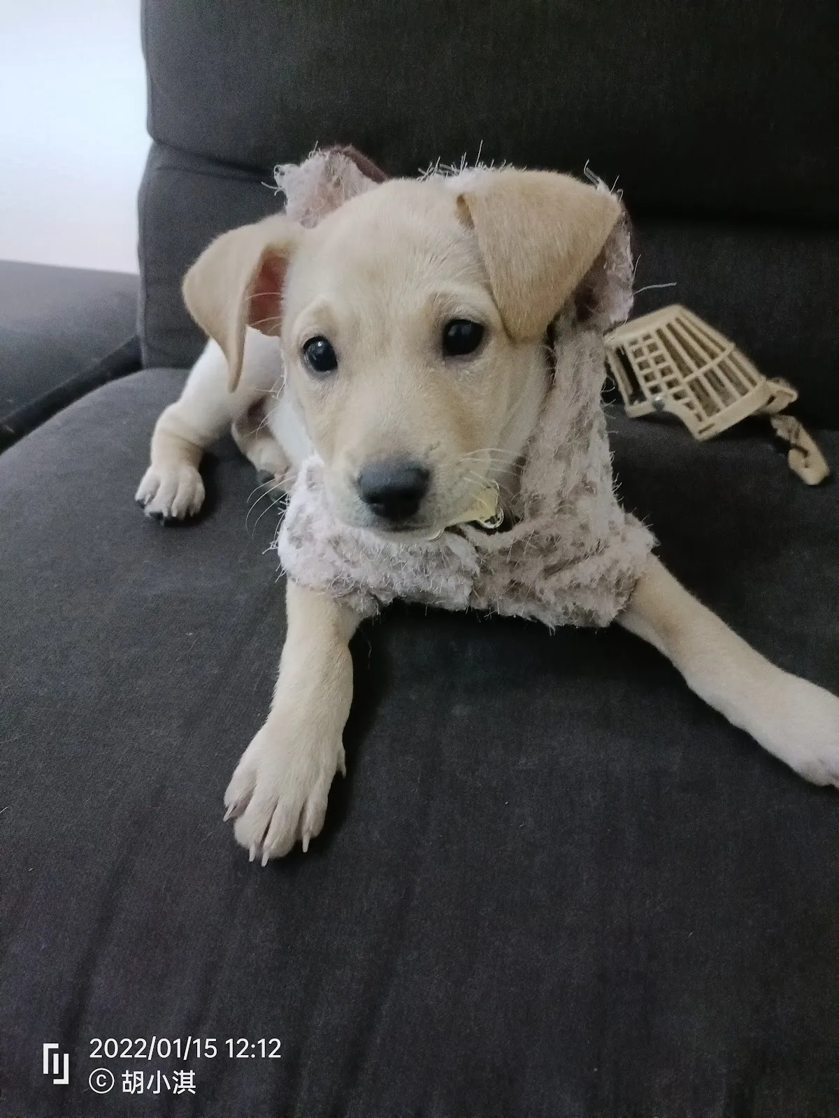 新頑皮族寵物用品社