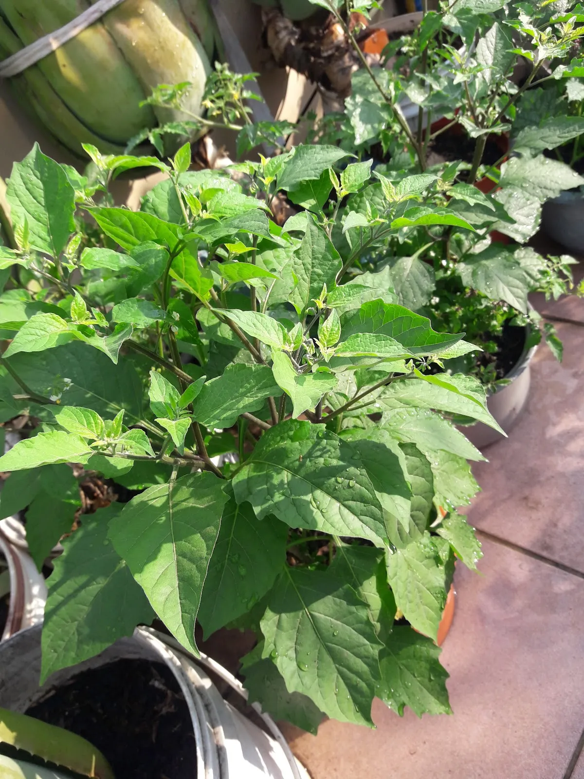 新頑皮族寵物用品社